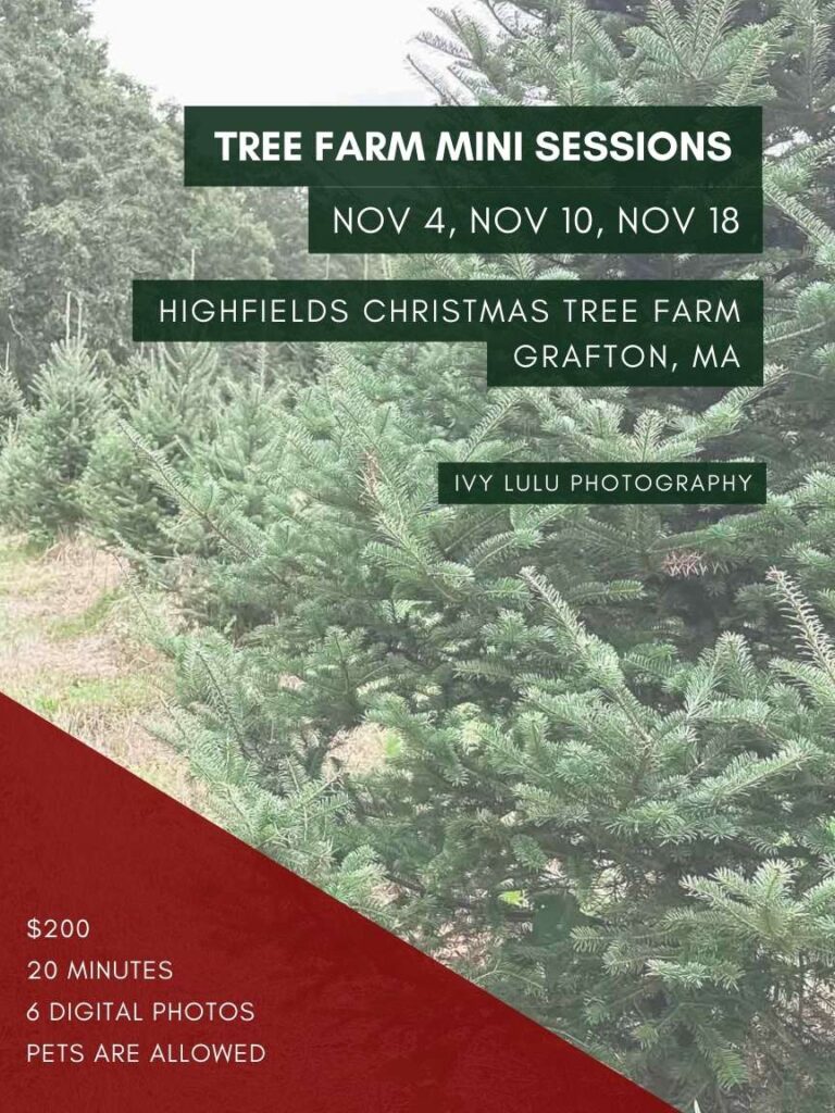 Christmas tree farm mini sessions are perfect for couples and families at Grafton, Massachusetts