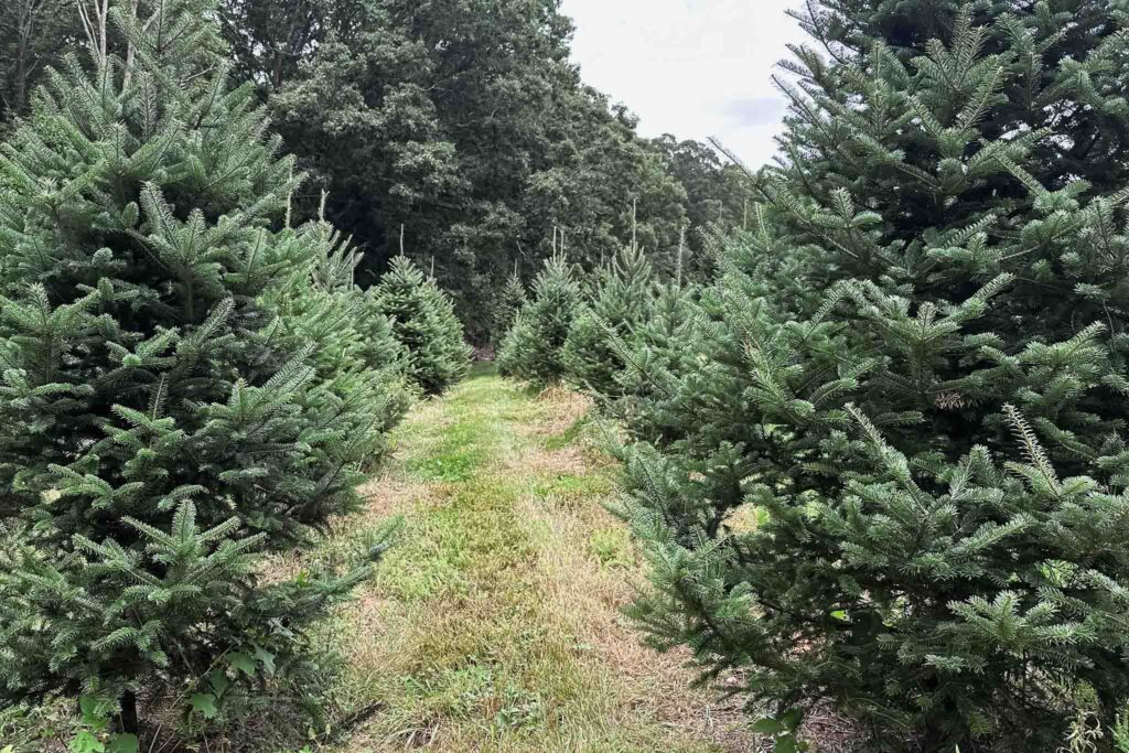 What color to wear for Christmas tree farm photos at Grafton, MA?