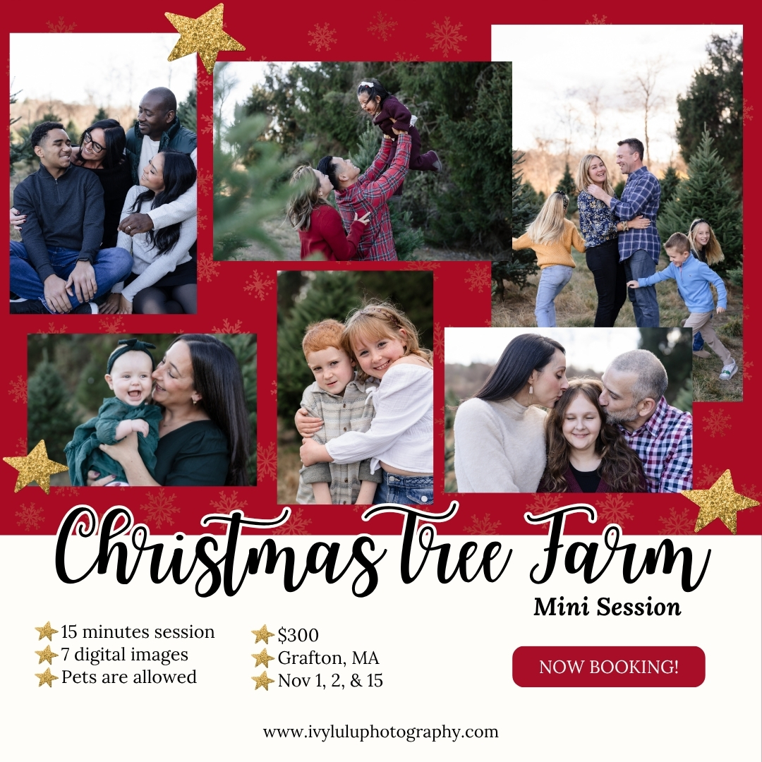 Christmas tree farm mini session at Grafton, MA from Ivy Lulu Photography